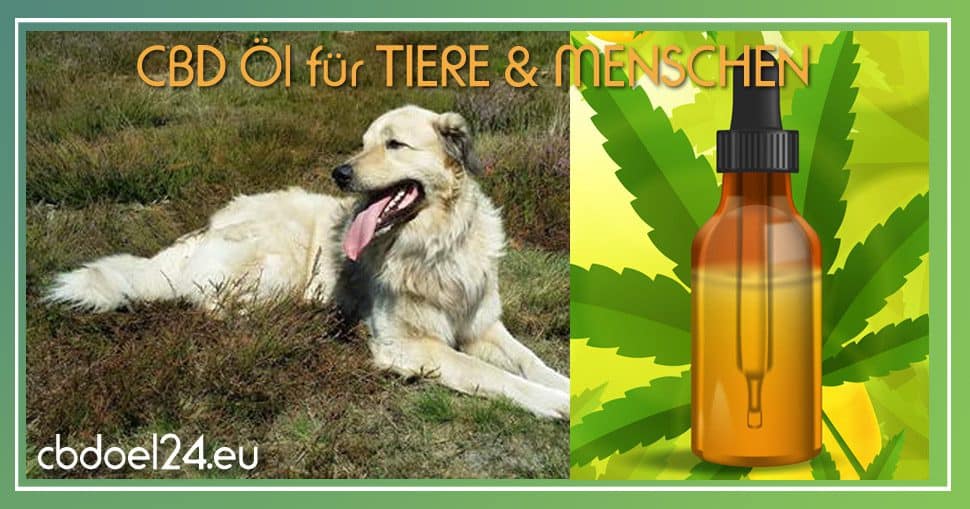 CBD Öl Hunde Erfahrungen