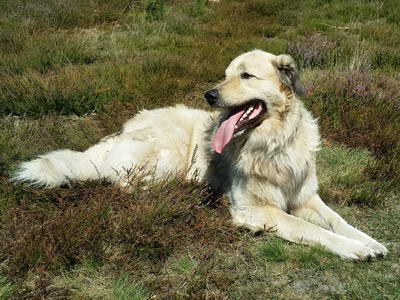 CBD Öl Hund