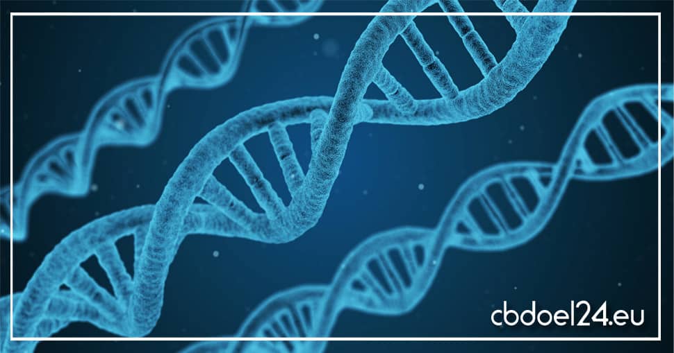 CBD Öl Fibromyalgie Erfahrungen