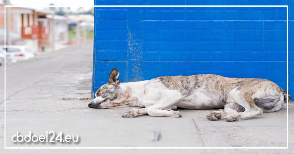 CBD Öl bei Epilepsie Hund