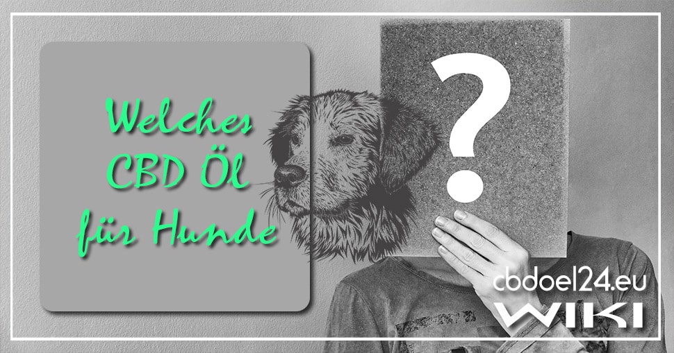Welches CBD Öl für Hunde